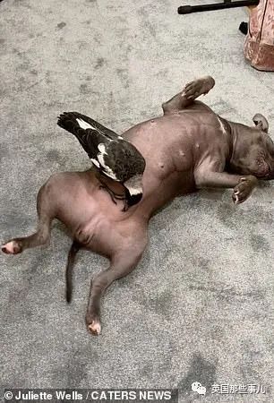 狗子把受伤的喜鹊当娃养，没怀过孕居然开始产奶