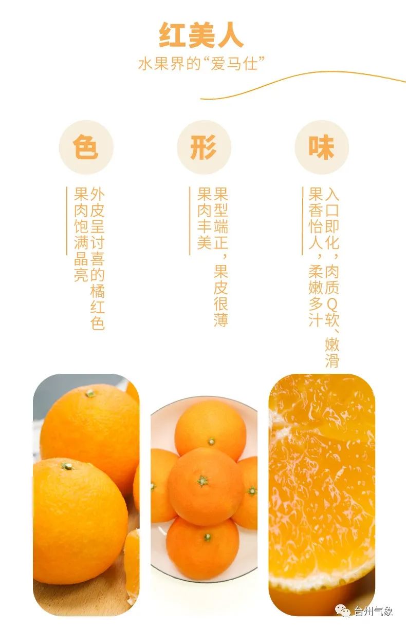 红美人柑橘中的爱马仕,红美人真不愧是柑橘中的爱马仕