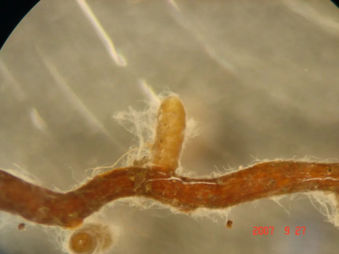 根瘤菌和菌根菌的区别,菌根指的是什么