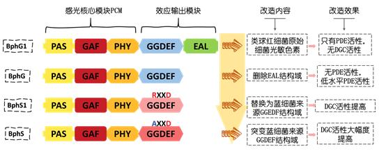 细菌“光系魔法”助力手机智能医疗