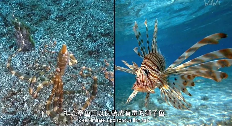 猫的咕噜声能缓解紧张吗,猫的咕噜噜声能够帮助长高吗