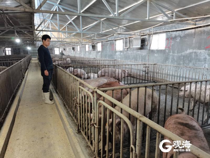 你“云养猪”过没？青岛90后开创“代养生猪”新模式，每斤比市场便宜10元