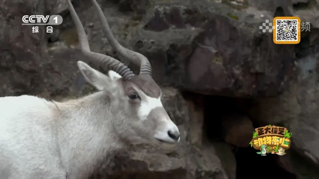 羚王如何展现王的威风？今天18:00档，CCTV-1《正大综艺·动物来啦》带您一探究竟→