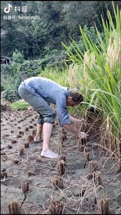 差别在哪？丽水普通山里农耕，却被俄罗斯小伙过成“田园诗”，获赞千万