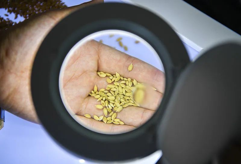 从2020年中央经济工作会议看以习*平近**同志为核心的*党**中央谋划“十四五”开局起步