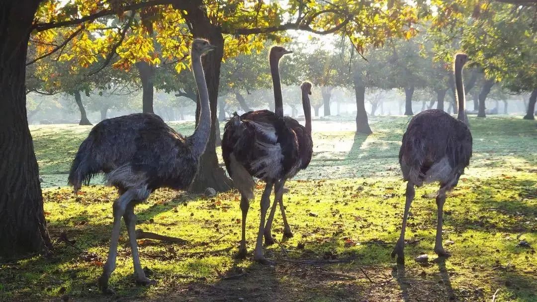 曲江也有星座？没错，是你2G了！