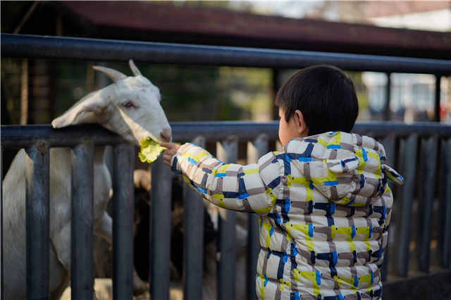 上海和平公园的动物们都走了吗,上海和平公园看动物