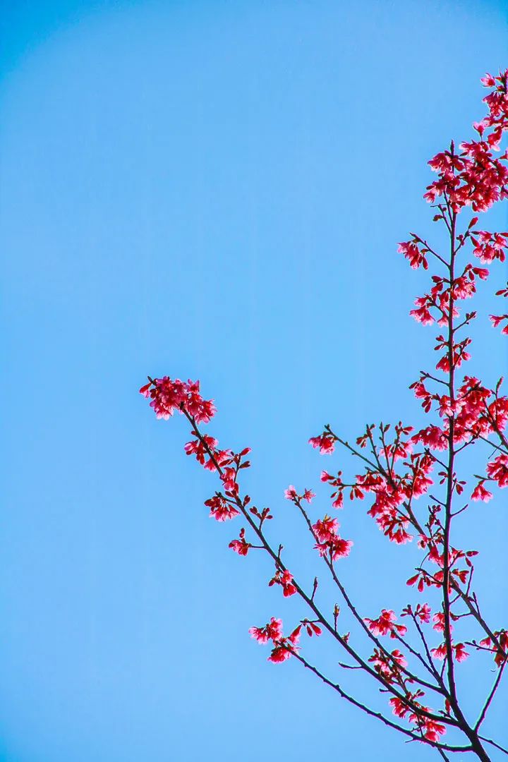 昆明春城风光秀,昆明春城秀小视频