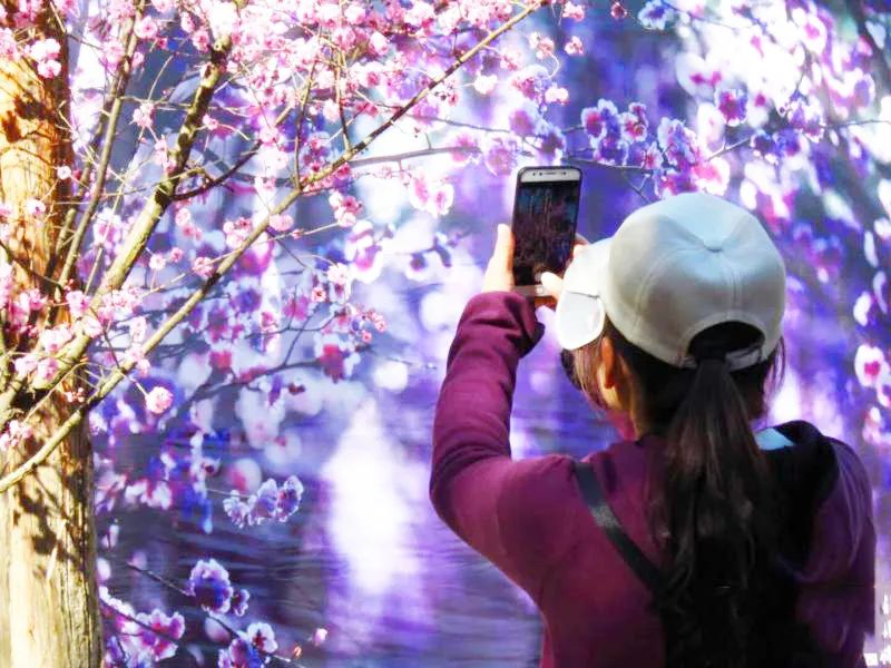 昆明春城风光秀,昆明春城秀小视频