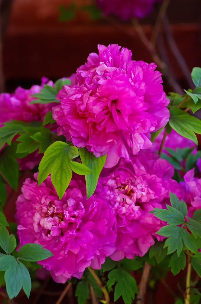 昆明春城风光秀,昆明春城秀小视频