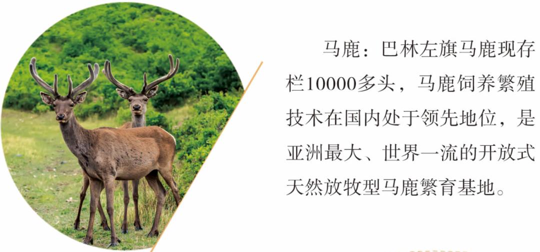 投资巴林,投资热土创业项目