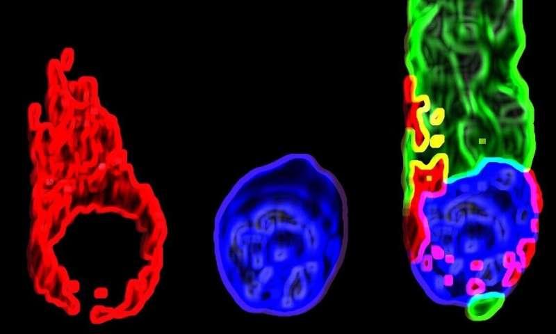 最新耳聋基因治疗人体实验,基因疗法治遗传性听力最新消息