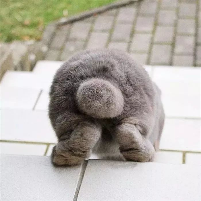 日本“性感小屁屁大赛”，300万网友围观点赞：屁屁虽好，不要贪摸哦