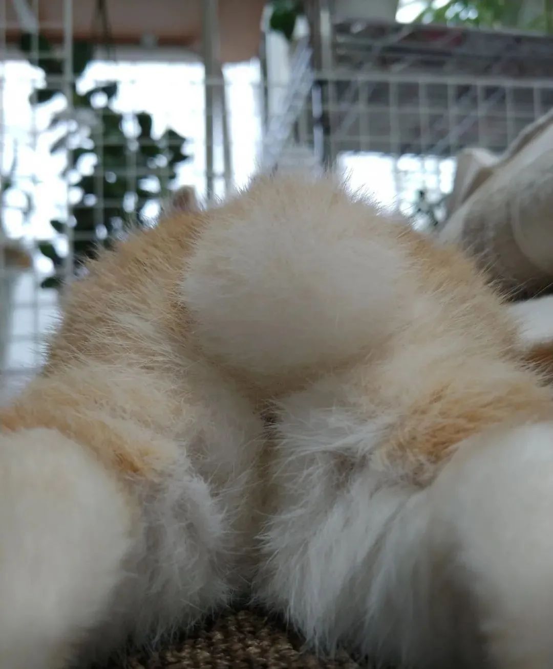 日本“性感小屁屁大赛”，300万网友围观点赞：屁屁虽好，不要贪摸哦