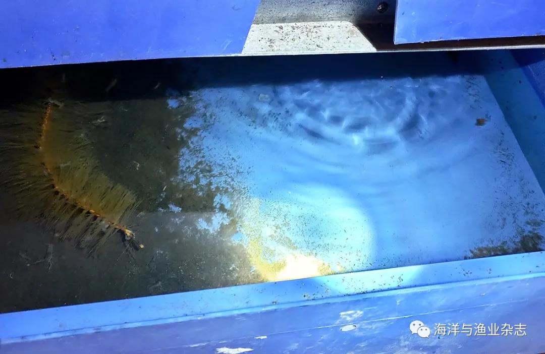 室内高密度养澳洲淡水龙虾,澳洲淡水龙虾养殖前景