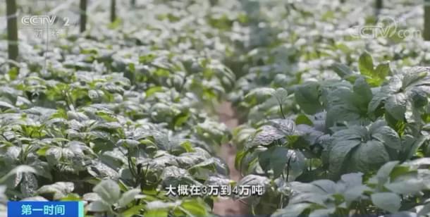 今日文山三七跌了吗,文山三七第一次价格暴涨是哪年