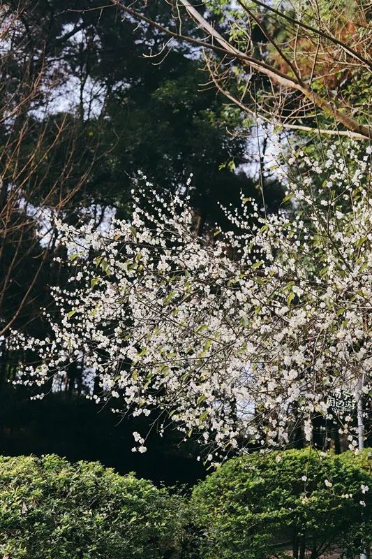 南宁赏花2022,赏花攻略南宁