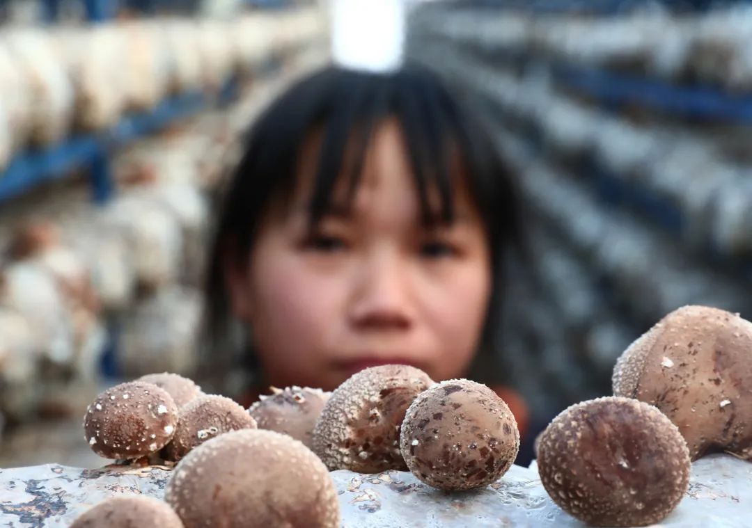 【关注】我县香菇产业飞上《人民日报》，看美味香菇如何做出可口菜肴！