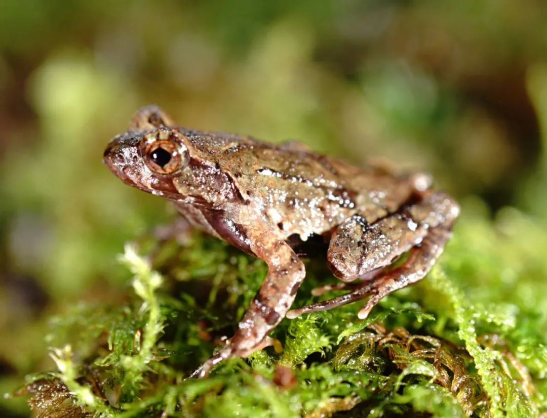 丽水发现百山祖角蟾数量,百山祖角蟾发现的过程