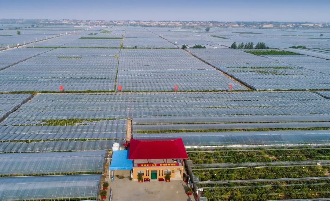 大荔实施乡村振兴,大荔助力乡村振兴