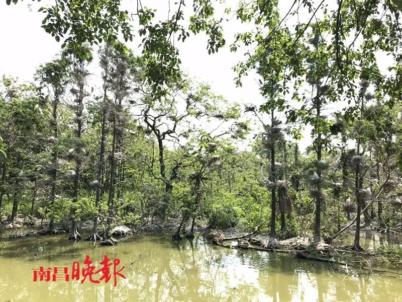 就地过年！南昌送“大礼包”啦！滕王阁、原城纪、凤凰沟……