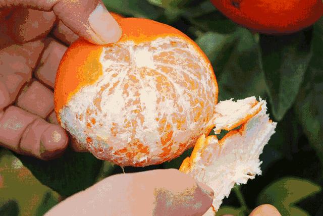 三红蜜柚冻害,2023年柑橘冻害受损情况