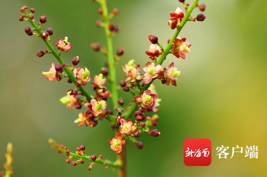 海南稀有物种有哪些,海南濒危植物