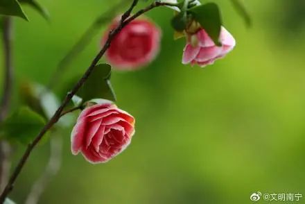 南宁赏花2022,赏花攻略南宁