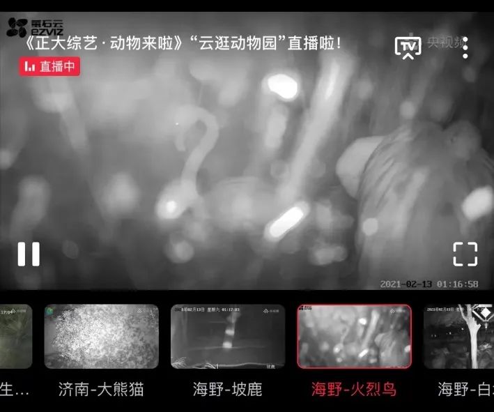 动物们已就位,央视频邀你一起“云”逛动物园