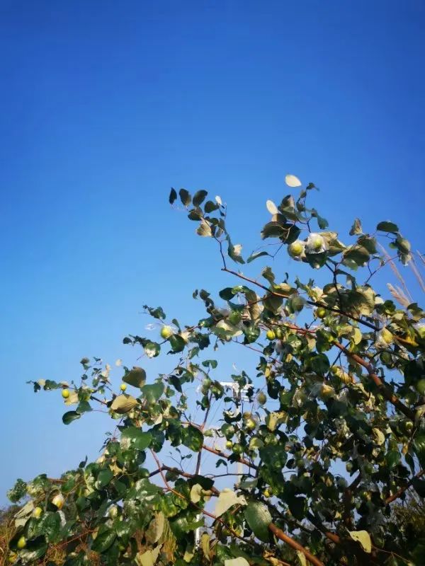 防城旅游攻略景点大全,防城港周围旅游景点古村