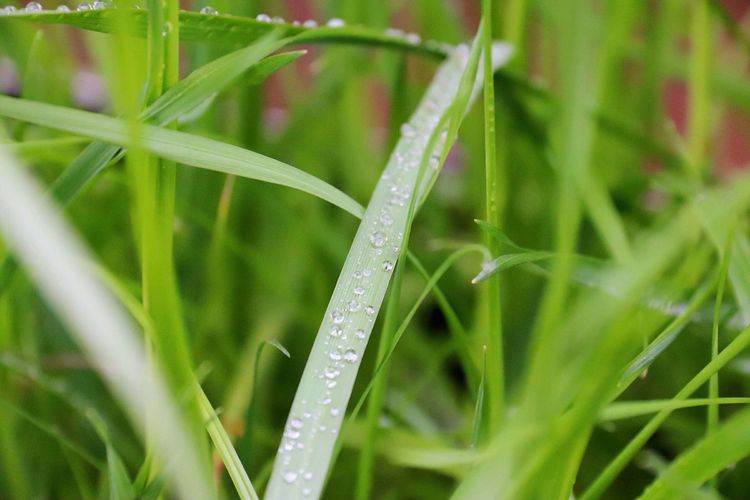 执手春天灼灼其华——咔嚓社最美遇见之寻找校园春意篇