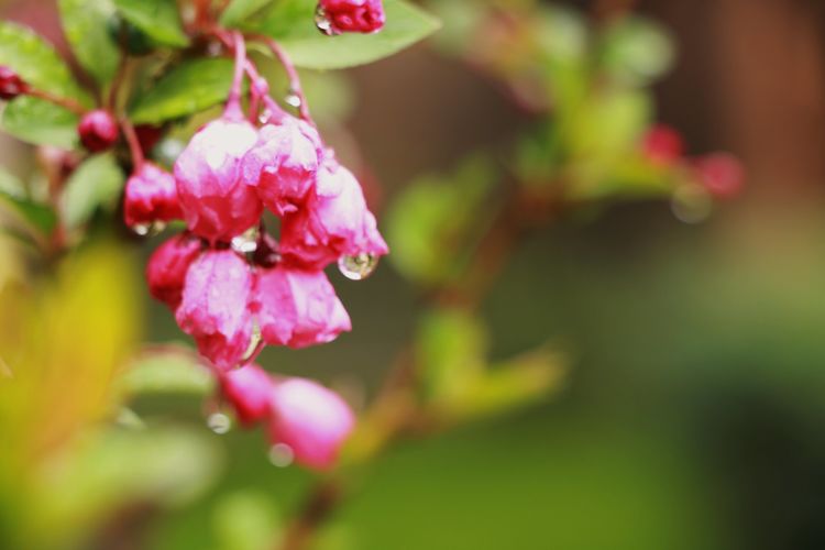 执手春天灼灼其华——咔嚓社最美遇见之寻找校园春意篇