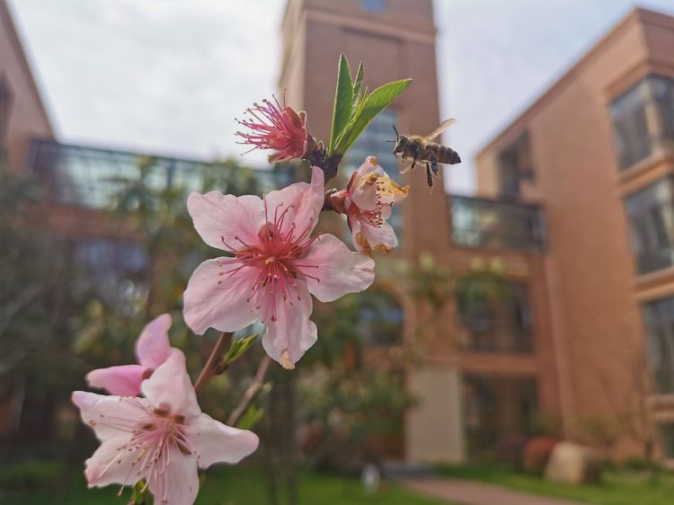执手春天灼灼其华——咔嚓社最美遇见之寻找校园春意篇