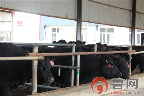 阳信数字化牧场亿利源,阳信亿利源规模