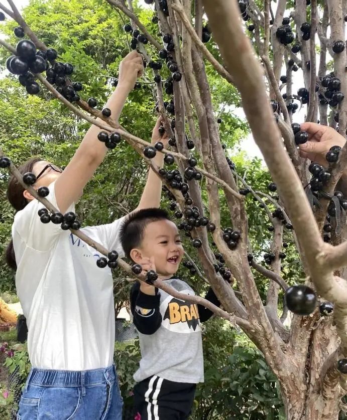 东莞人家里都种的“土豪果”身价暴跌10倍！曾卖到500元一斤