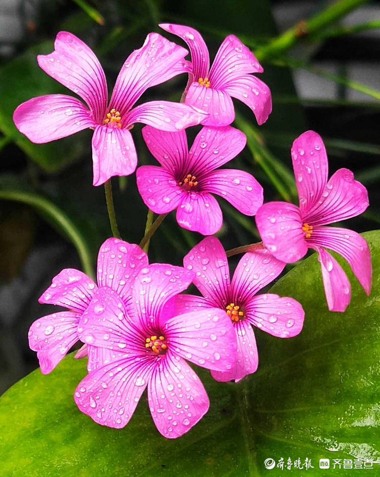 情报站｜日出绽放夜晚闭合，这样的紫色小花你见过吗？快来了解下