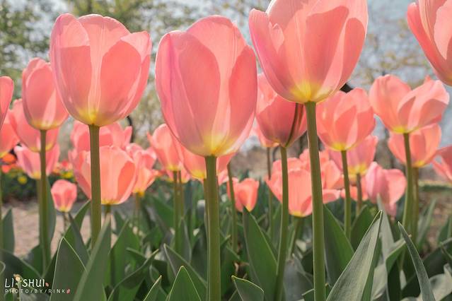 绘画我和春天有个约会,亲子绘画我和春天有个约会