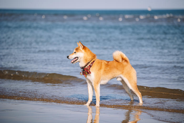 佳能efs18-200mm拍照,佳能微单70-200mm2.8镜头测评