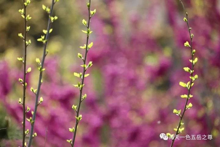 清明时节万物清新,清明万物新