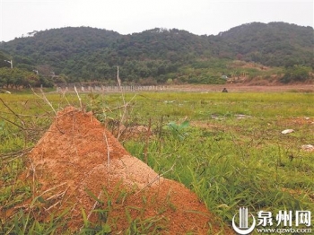 红火蚁已入侵12省份分别是,怎样解决红火蚁入侵我国