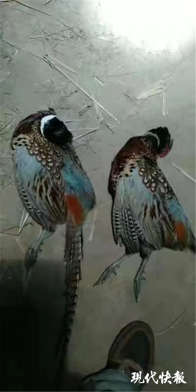 男子偷鸟被刑拘,男子半夜偷鸡鸭被警察抓