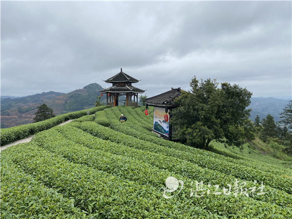 粤桂扶贫协作,粤桂协作谱写扶贫新篇章环江