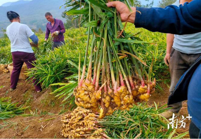 农业“四小龙”兴旺，连州星子乡村振兴底气足