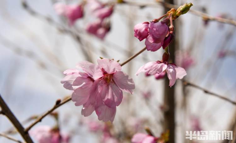 青岛樱花品种大全,青岛绿色樱花品种