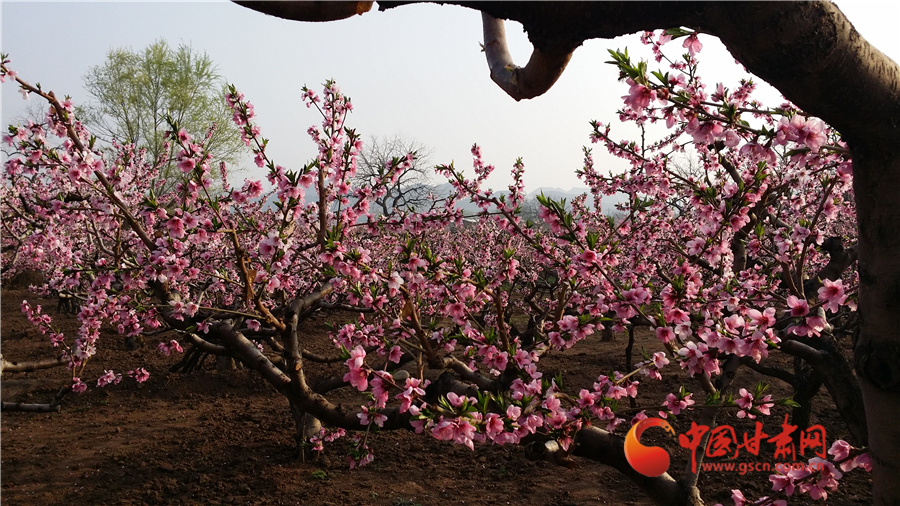 安宁白凤桃树苗,安宁白凤桃的特点