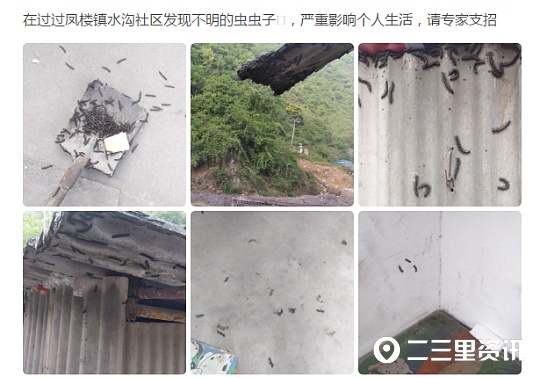 马陆虫又在商南过风楼境内出现,农综站干部盼专家给予防治建议