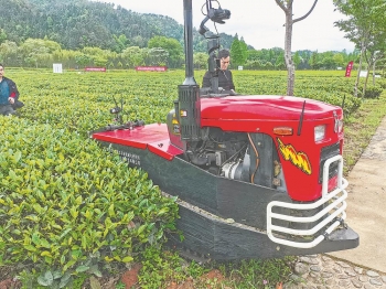 福建：茶园生产，“机”不可失