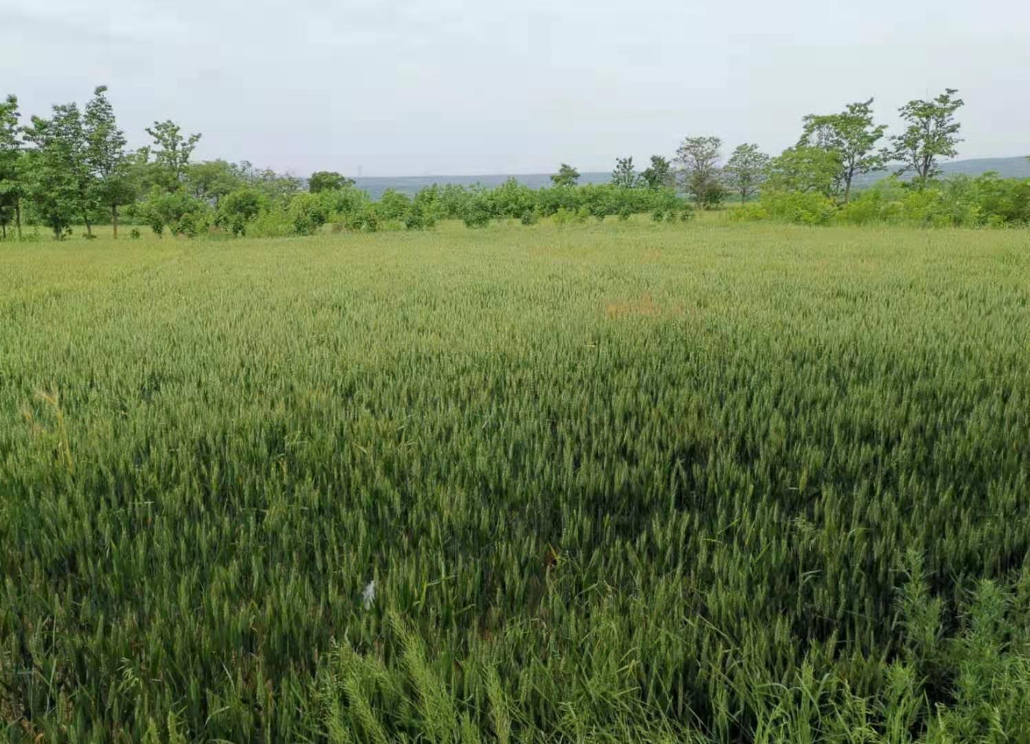 咸阳存留的古镇,咸阳人间仙境