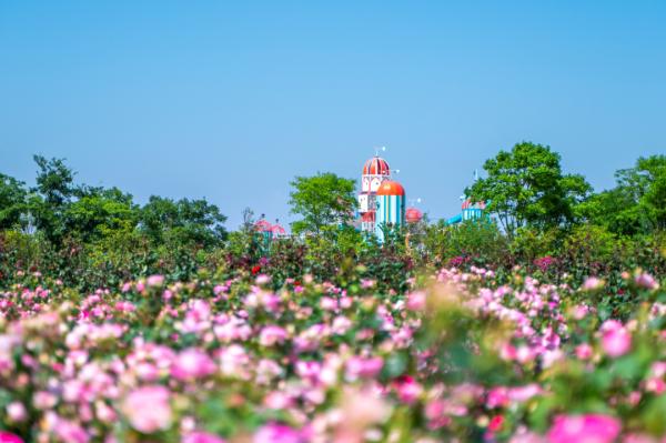 上海紫色花海熏衣草公园,上海最大的薰衣草