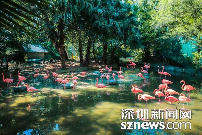 襄阳华侨城端午,2022端午东部华侨城需要预约吗